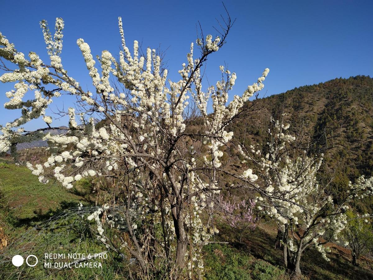 In Apple Estate Kanatal - Himalayan View Resort With Courteous Staff ภายนอก รูปภาพ
