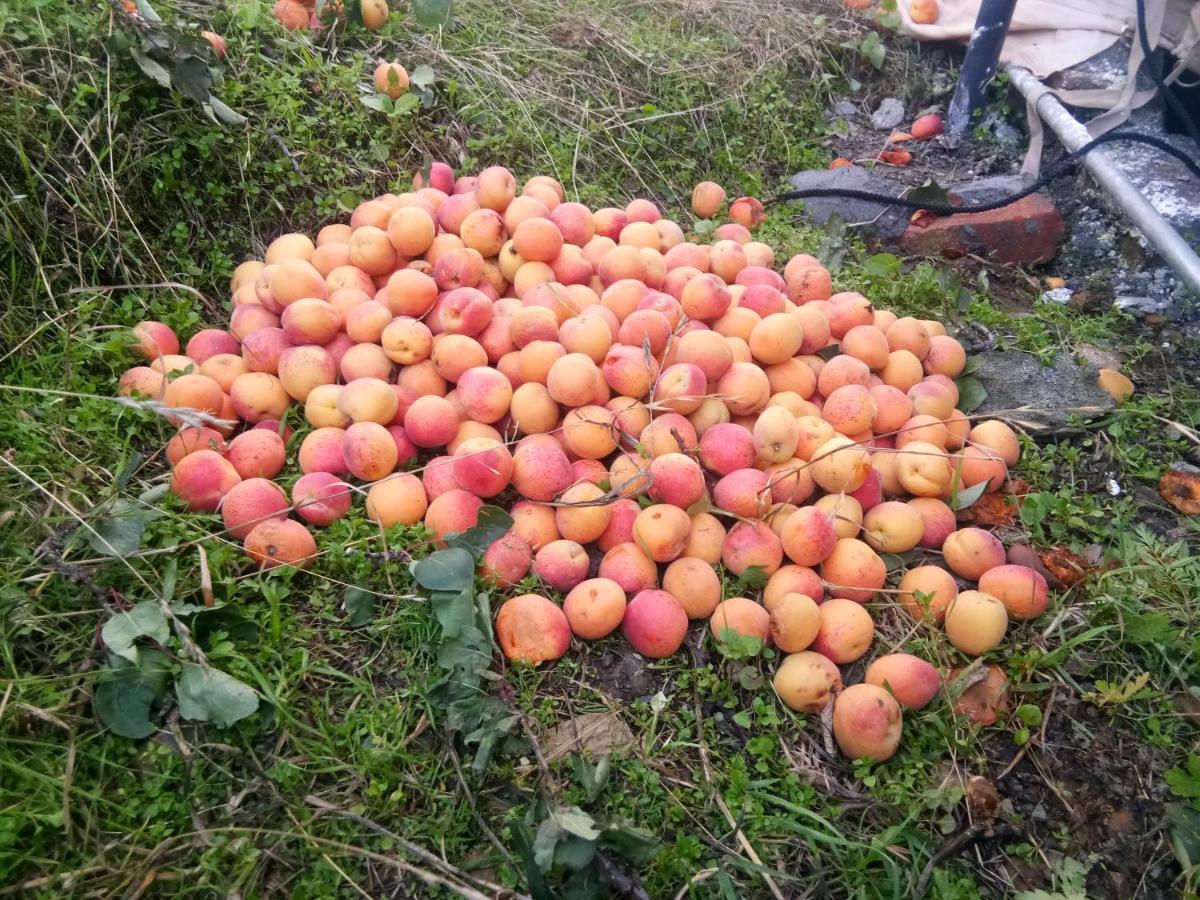 In Apple Estate Kanatal - Himalayan View Resort With Courteous Staff ภายนอก รูปภาพ